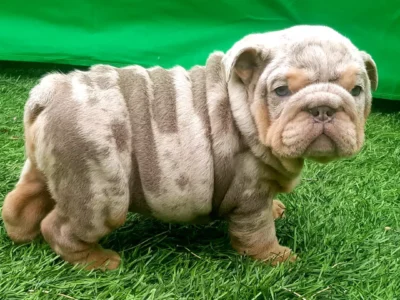 Stunning Bulldog Puppy for Sale in Dublin