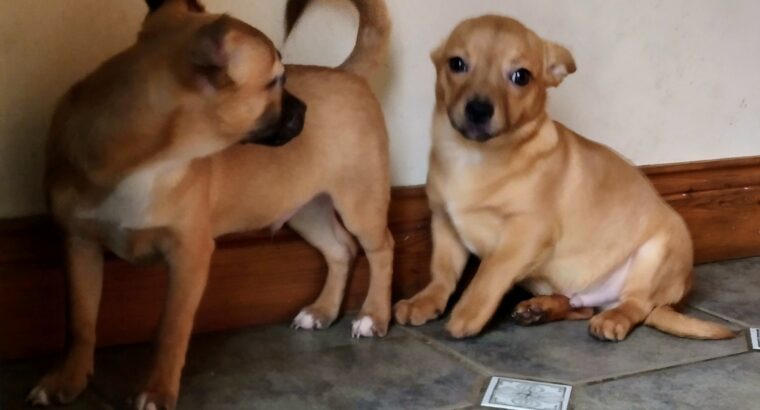 Chihuahua X pups