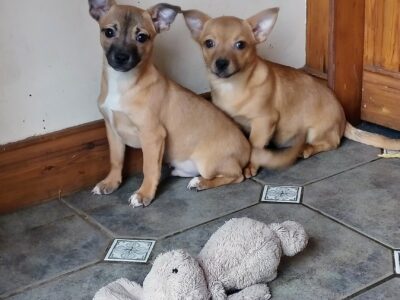 Chihuahua X Pups for Sale in Cavan
