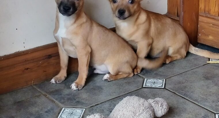 Chihuahua X pups