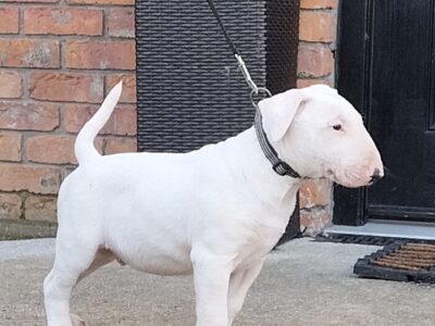 English Bull Terrier Puppies in Cork – IKC Registered