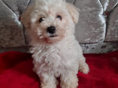 Bichon Frise in Castlerea – Friendly Companion