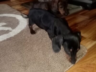 Miniature Dachshund Puppies in Swords – IKC Registered