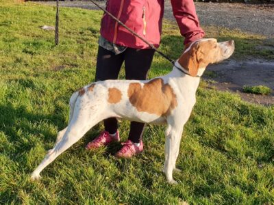English Pointer Pups for Sale in Newbridge