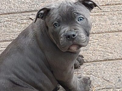 Staffordshire Bull Terrier in Kilkenny