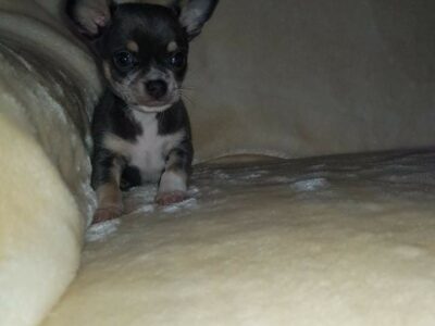 Chihuahua Puppies for Sale in Dublin