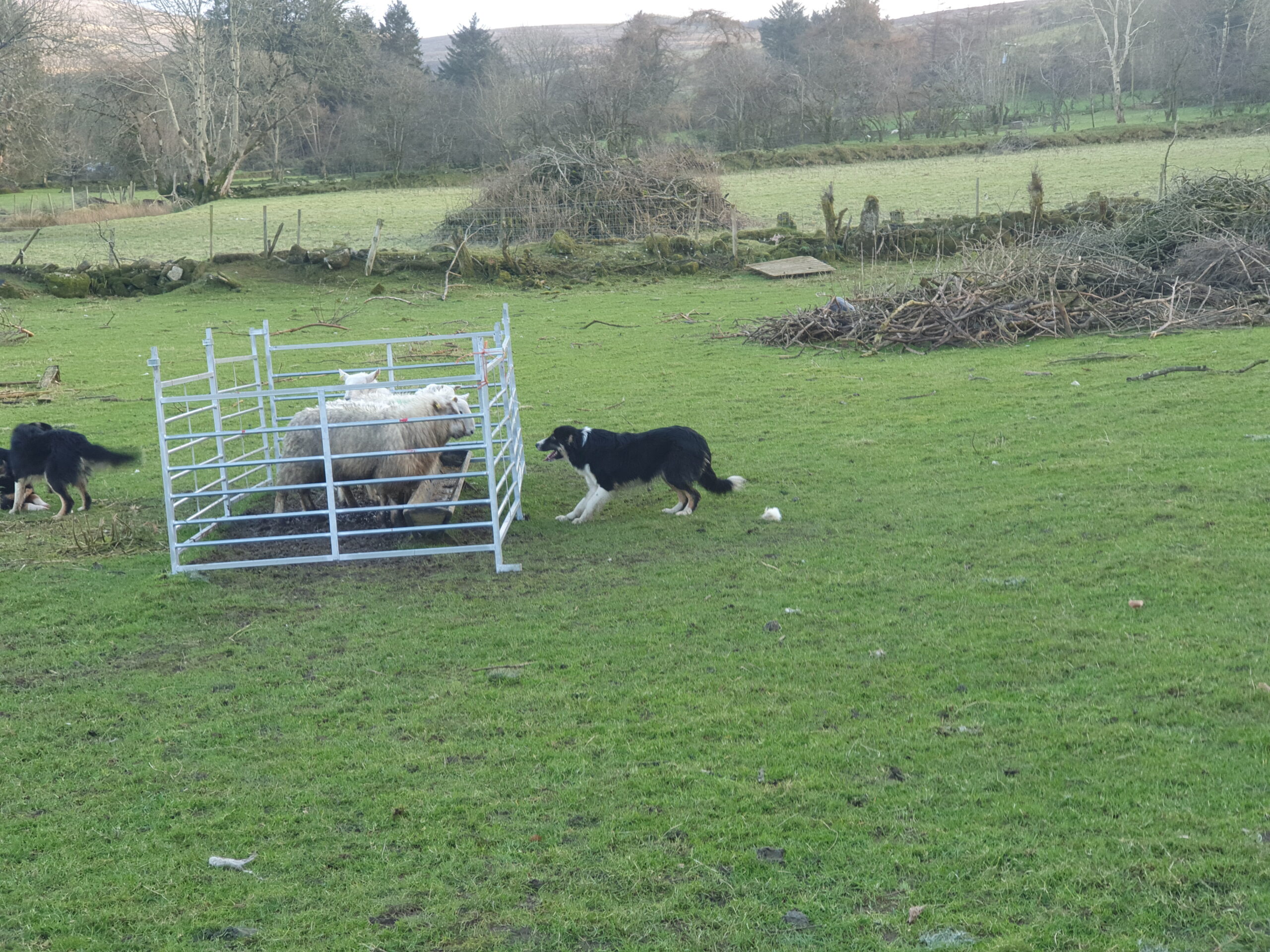 Young Sheepdogs for sale Dogs For Sale Ireland