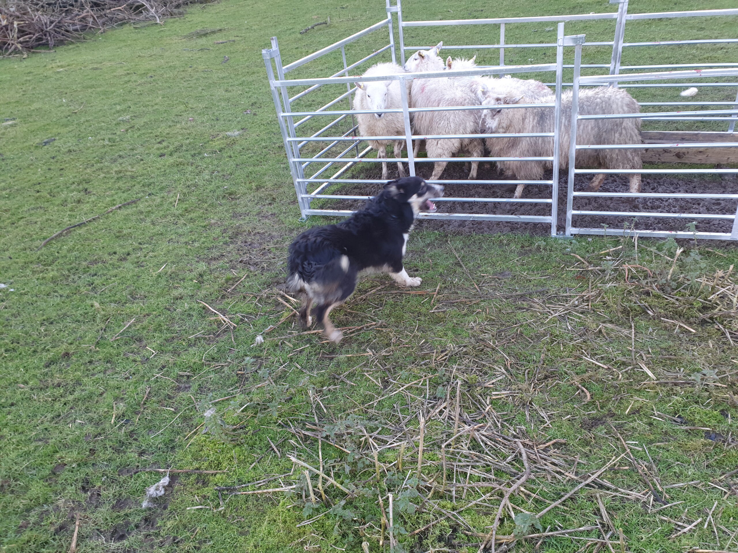 Young Sheepdogs for sale Dogs For Sale Ireland