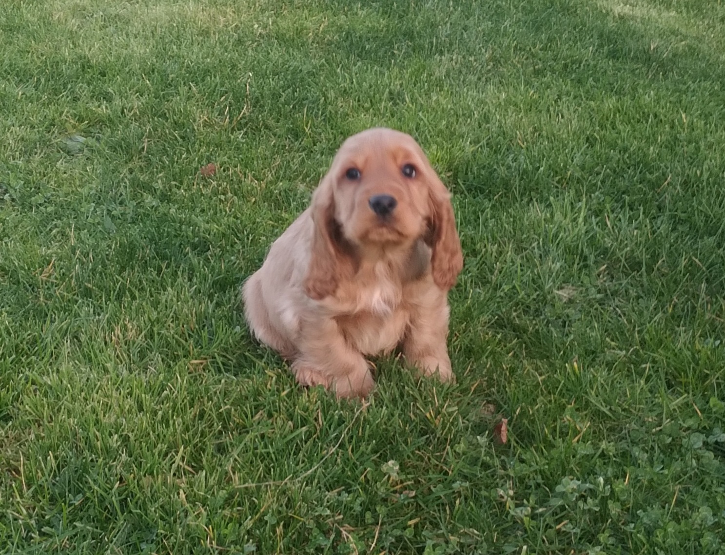 12 Weeks old Cocker Spaniel male Dogs For Sale Ireland