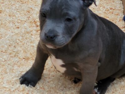 Staffordshire Bull Terriers in Dublin – IKC Registered