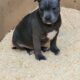 Staffordshire bull terriers