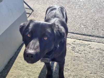 Labrador Collie Cross in Cornafean – Energetic!