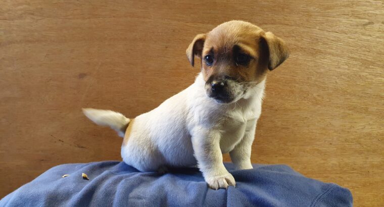 Jack Russell Pedigree Puppies