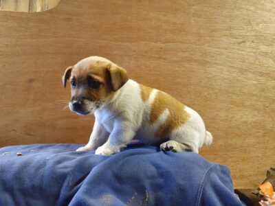 Jack Russell Puppies in Kilmacow – IKC Registered
