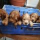 Cocker spaniel pups