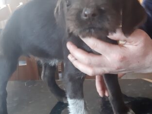 German Wirehaired Pups For Sale