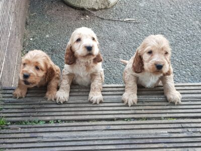 Cocker Spaniel Pups for Sale in Gorey