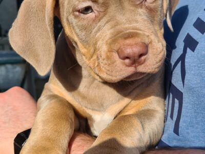 American Bully Tri Puppies for Sale in Finglas