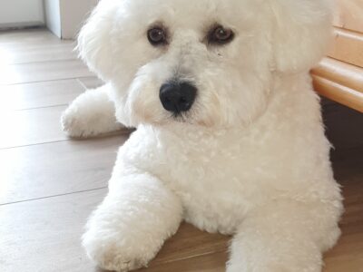 Bichon Frise for Stud in Donegal – IKC Registered