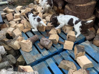 Springer Spaniel Pups for Sale in Ennistymon