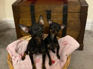 Russian Toy Terriers (QUICK SALE)