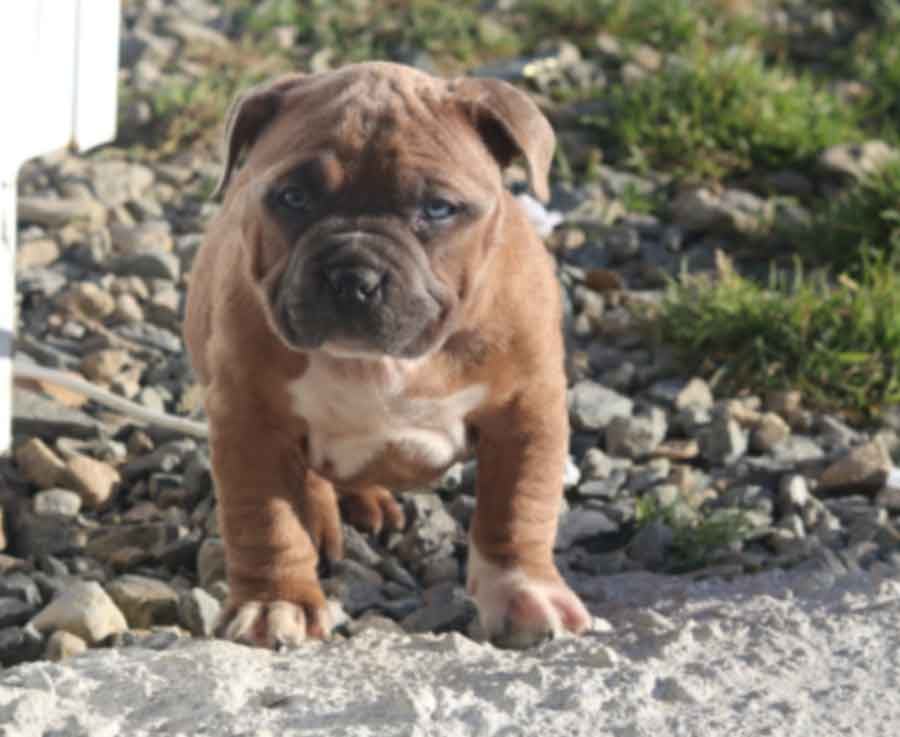 American Bully Pups - Muscletone Bullys Ireland - Dogs For Sale Ireland