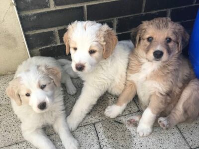 Red Border Collie Puppies for Sale in Limerick