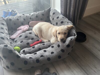 Charming Labrador Puppies in D15PY16