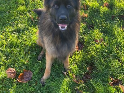 Longhaired German Shepherd in Carlow