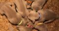 IKC registered Weimaraner puppies for sale