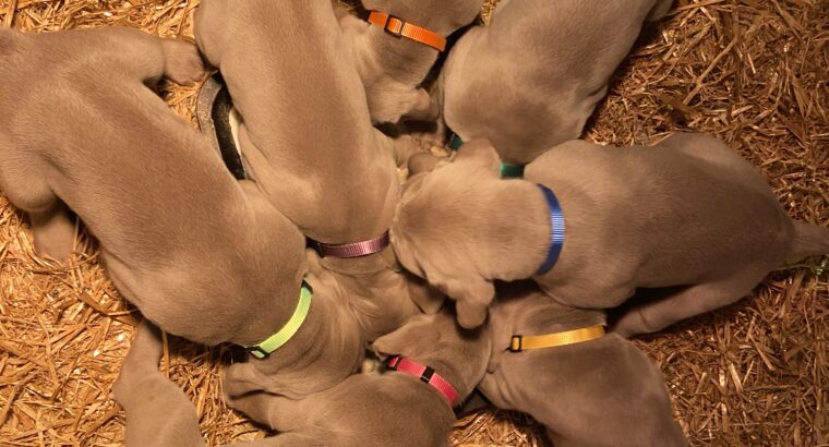 IKC registered Weimaraner puppies for sale