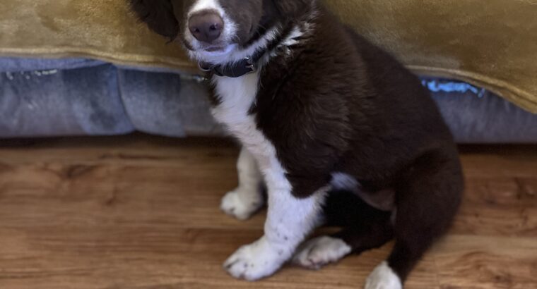 Collie Spaniel Pup