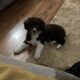 Collie Spaniel Pup