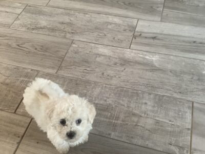 Bichon Frise Puppies for Sale in Castleconnell