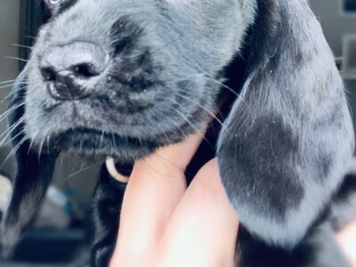 Cocker Spaniel Puppies for Sale in Tipperary