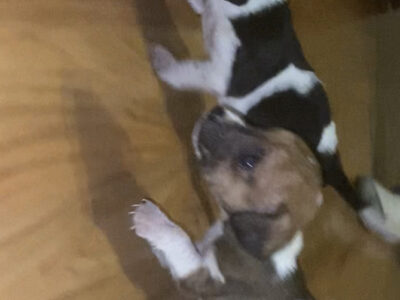 Miniature Jack Russell Puppies in Charleville
