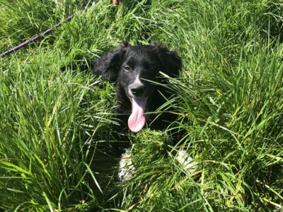 Red Setter X Collie Puppies in Kilkenny