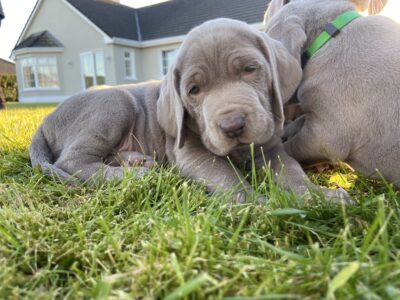 Weimaraner Puppies for Sale in Limerick