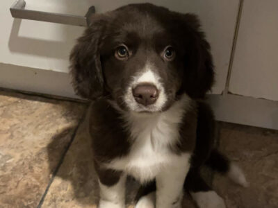 Collie Spaniel Pup for Sale in Sligo
