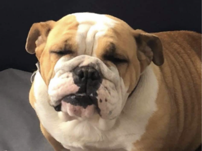 British Bulldog in Dungarvan – Affectionate Nature