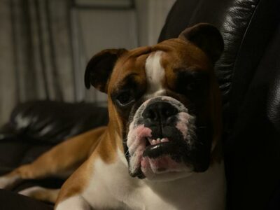 Old Tyme English Bulldog in Dungarvan