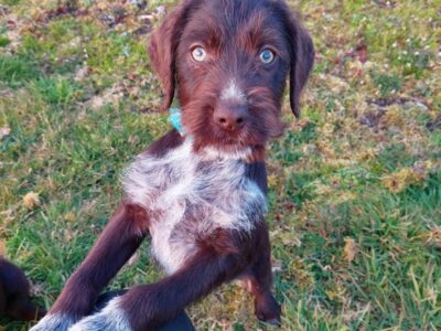 German Wirehair Pointer Pups in Meath – IKC Registered