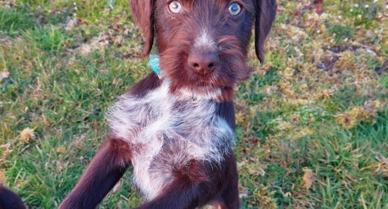 German Wirehair Pointer Pups for sale