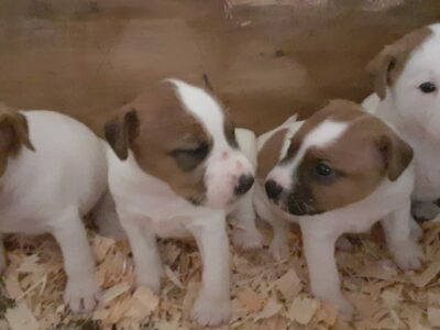 Parson Russell Terrier Pup for Sale in Tuam