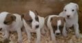 Parson Russell terrier Pup