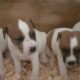 Parson Russell terrier Pup