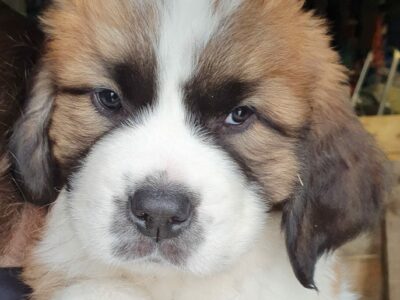 St. Bernard Puppies for Sale in Sligo