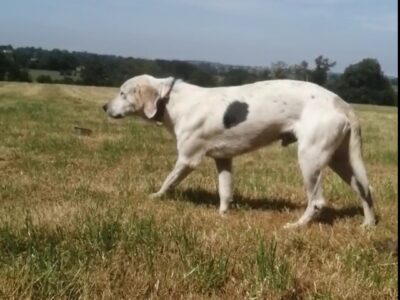Gentle Hound Cross for Sale in W91 RF88