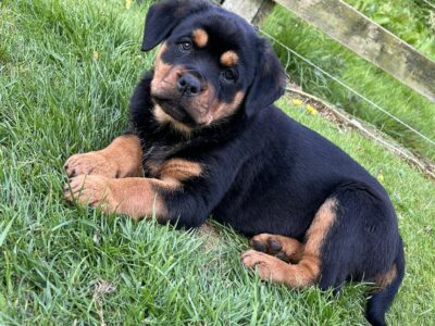 Rottweiler Puppies for Sale in Carrickmacross