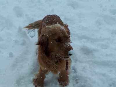 Golden Cocker Spaniel in Thurles